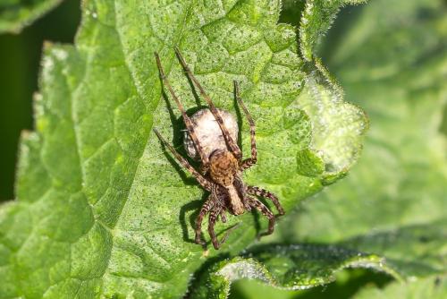Pardosa sp.